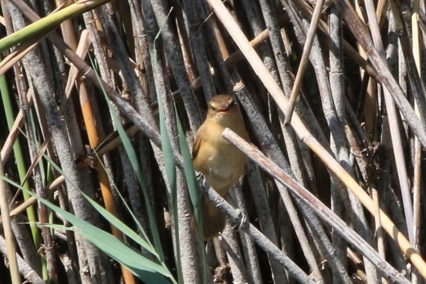 Aiuto identificazione